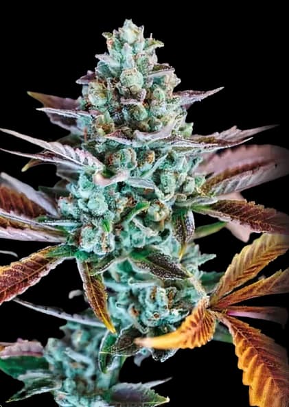 Gupta Kush cannabis seeds packaging — Royal King Seeds Australia