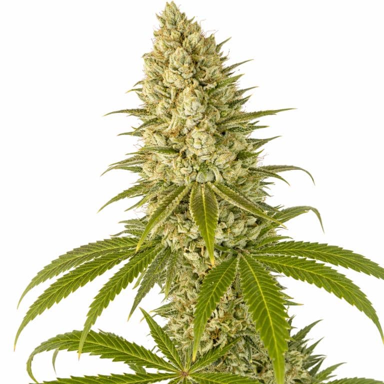 Guptilla cannabis seeds packaging — Royal King Seeds Australia