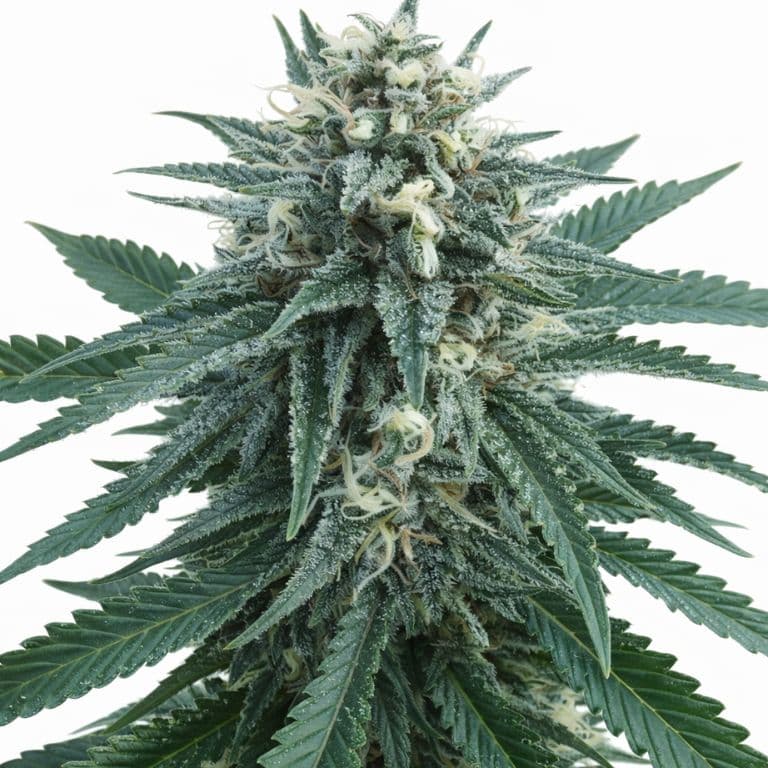 Han Burger cannabis seeds packaging — Royal King Seeds Australia