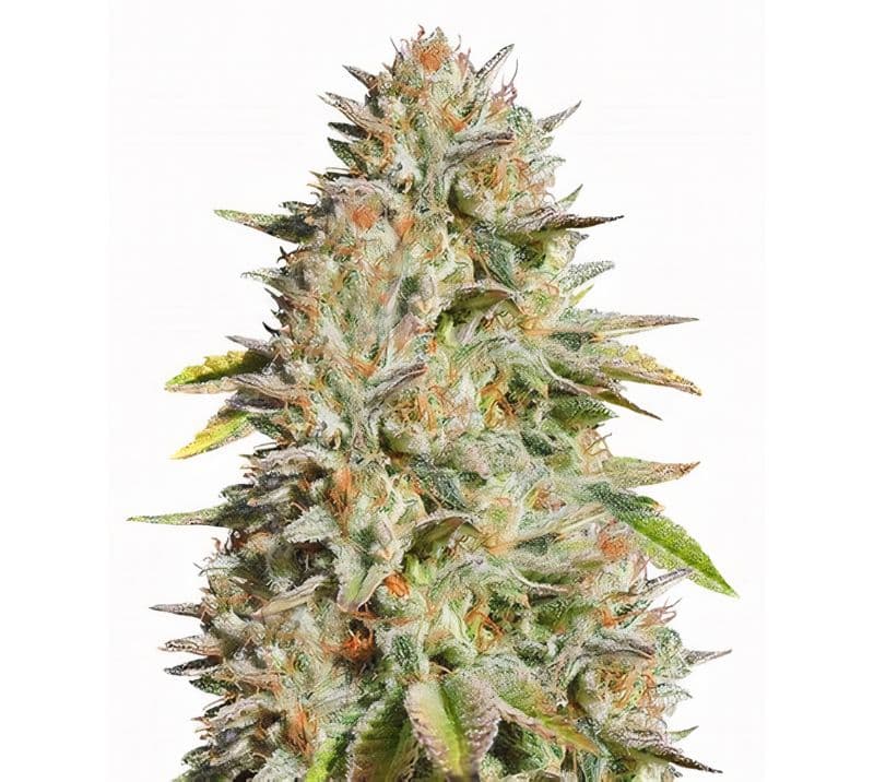 Harmonia cannabis seeds packaging — Royal King Seeds Australia