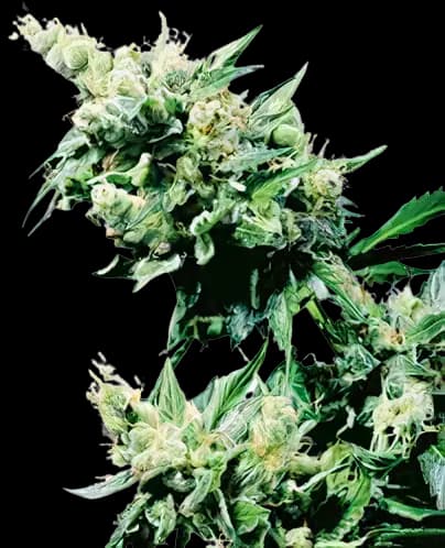 Hash Plant cannabis seeds packaging — Royal King Seeds Australia