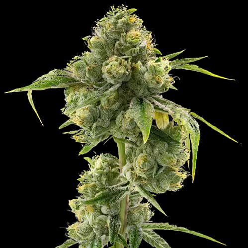 Hashbar OG cannabis seeds packaging — Royal King Seeds Australia