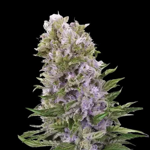 Hawaiian cannabis seeds packaging — Royal King Seeds Australia