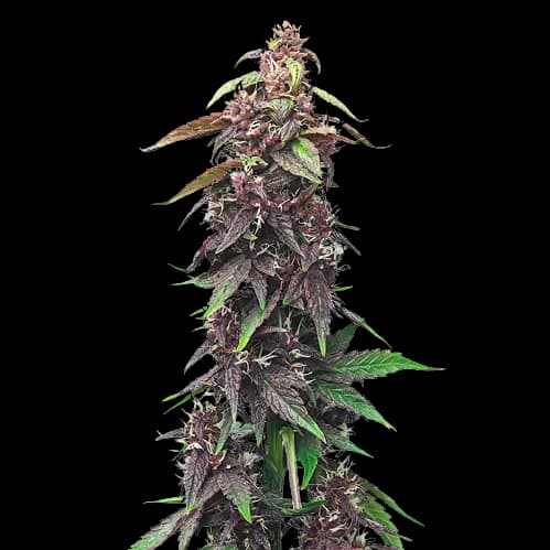 Hawaiian Purple Kush cannabis seeds packaging — Royal King Seeds Australia