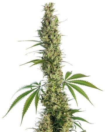 Haze XL cannabis seeds packaging — Royal King Seeds Australia