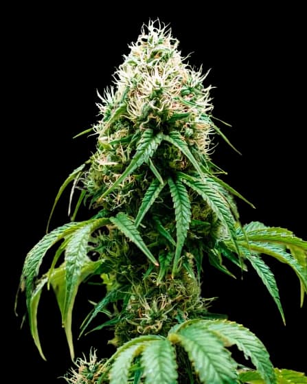 Head Cheese cannabis seeds packaging — Royal King Seeds Australia