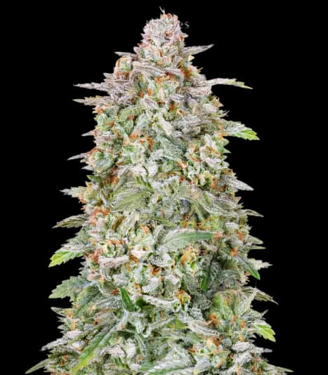 Heavy Duty Fruity cannabis seeds packaging — Royal King Seeds Australia