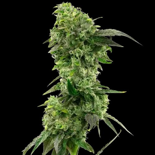 Hektol cannabis seeds packaging — Royal King Seeds Australia