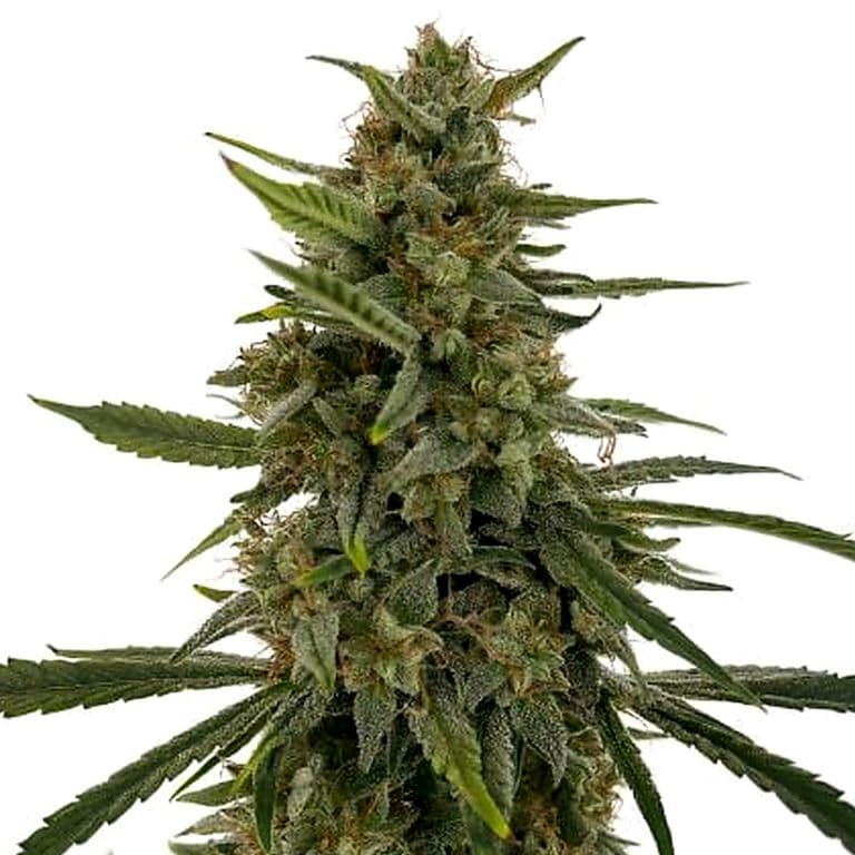 Hells OG Haze cannabis seeds packaging — Royal King Seeds Australia