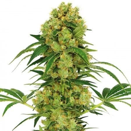Hempstar cannabis seeds packaging — Royal King Seeds Australia