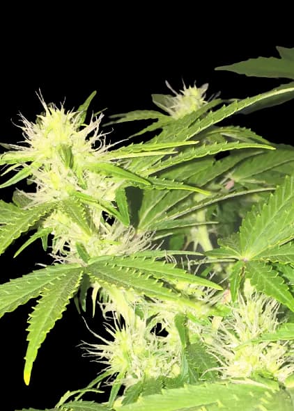 Hercules cannabis seeds packaging — Royal King Seeds Australia