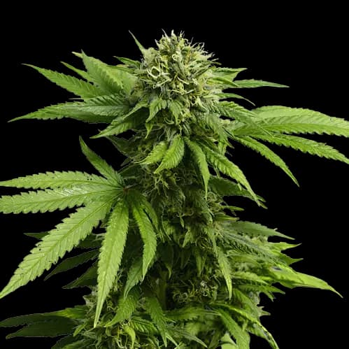 Hindu Skunk cannabis seeds packaging — Royal King Seeds Australia