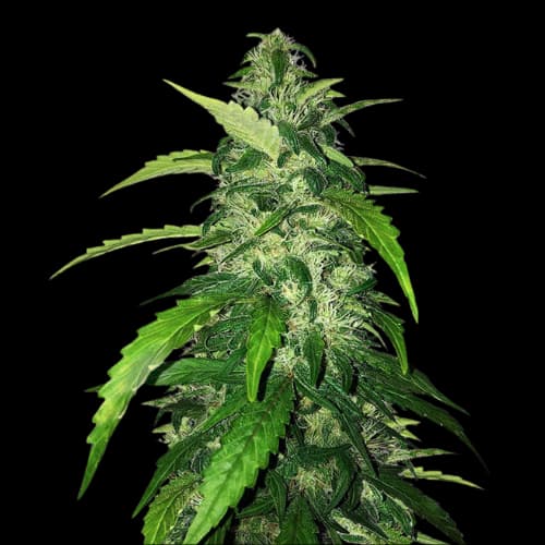 Holy Grail Kush cannabis seeds packaging — Royal King Seeds Australia