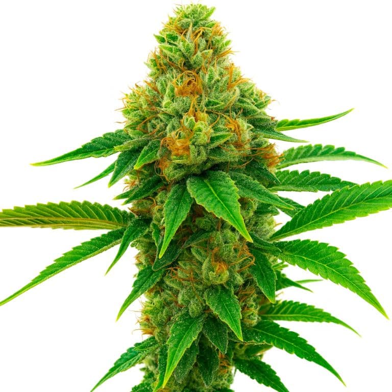 Honey Banana cannabis seeds packaging — Royal King Seeds Australia