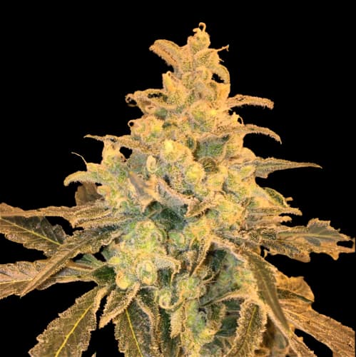 Honey Bananas cannabis seeds packaging — Royal King Seeds Australia