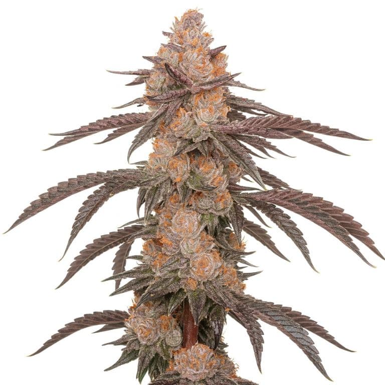 Hood Candy cannabis seeds packaging — Royal King Seeds Australia