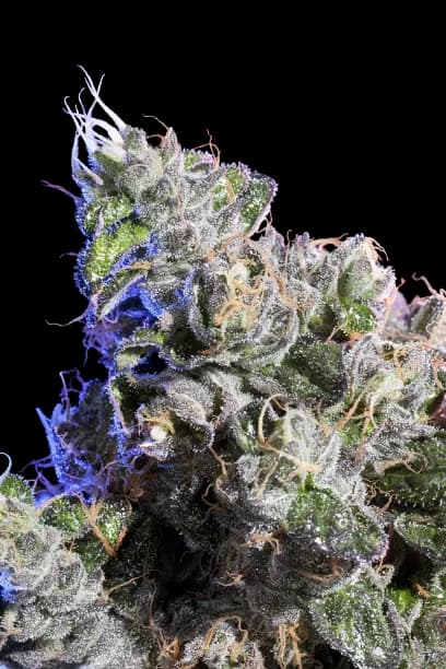 Huckleberry cannabis seeds packaging — Royal King Seeds Australia