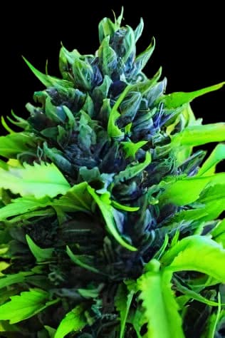 Humboldt Dream cannabis seeds packaging — Royal King Seeds Australia
