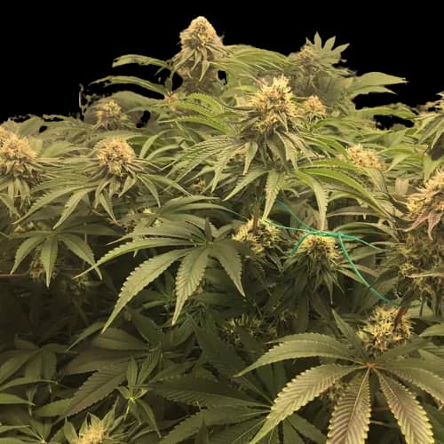 Humboldt Headband cannabis seeds packaging — Royal King Seeds Australia