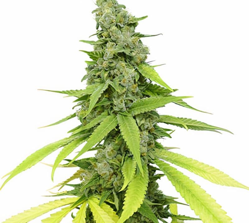 Hyper Critical cannabis seeds packaging — Royal King Seeds Australia