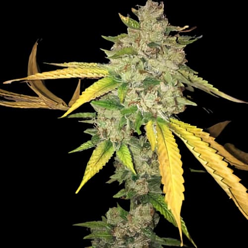 I-95 cannabis seeds packaging — Royal King Seeds Australia