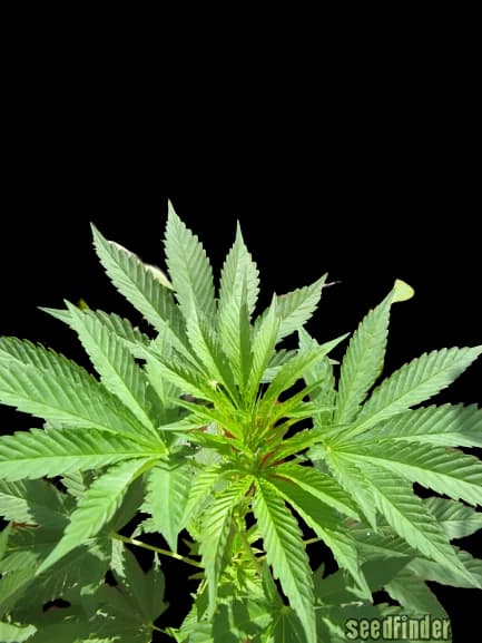 Iced Widow cannabis seeds packaging — Royal King Seeds Australia