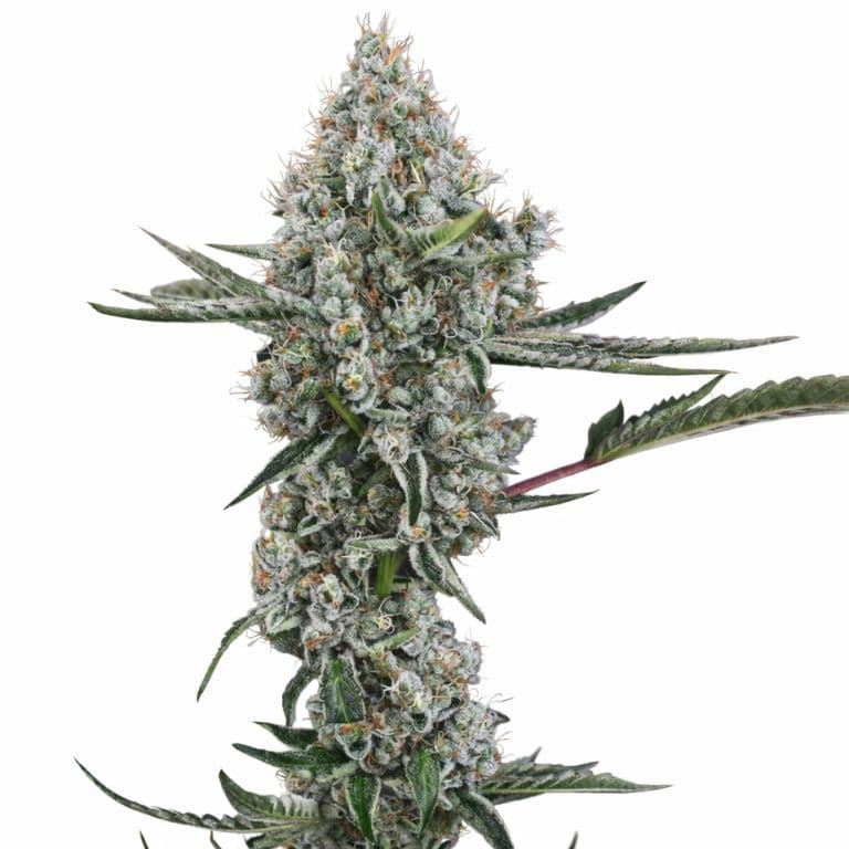 Illuminati OG cannabis seeds packaging — Royal King Seeds Australia