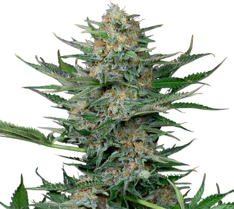 Industrial Plant cannabis seeds packaging — Royal King Seeds Australia