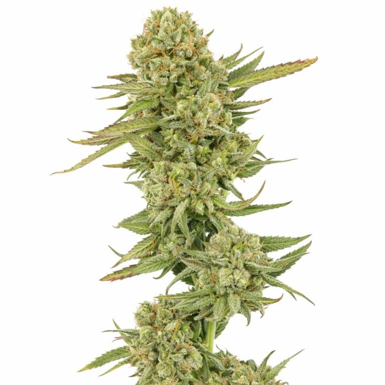 Ingrid cannabis seeds packaging — Royal King Seeds Australia