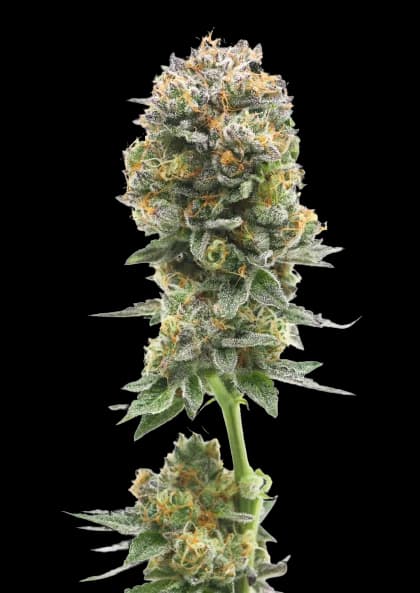 Iron Triangle cannabis seeds packaging — Royal King Seeds Australia