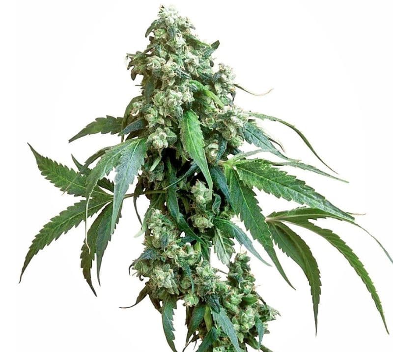 Jack Flash cannabis seeds packaging — Royal King Seeds Australia