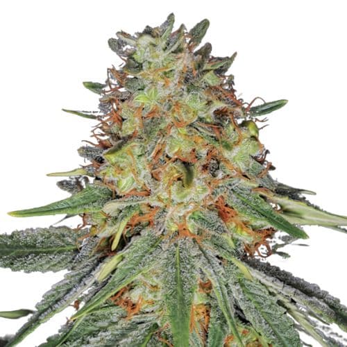 Jack Frost cannabis seeds packaging — Royal King Seeds Australia