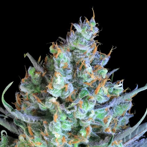 Jacked-Up cannabis seeds packaging — Royal King Seeds Australia