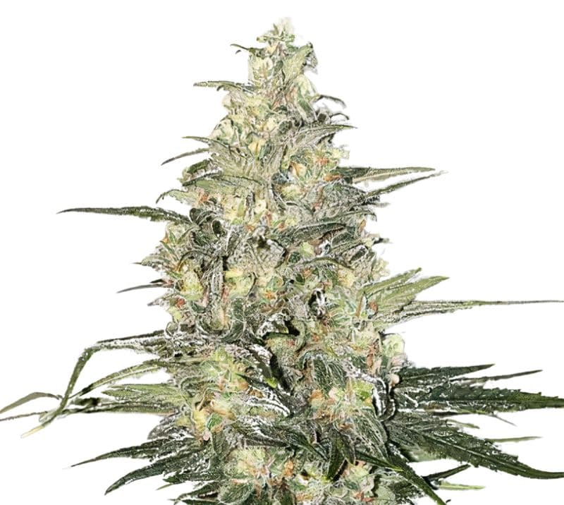 Jager cannabis seeds packaging — Royal King Seeds Australia