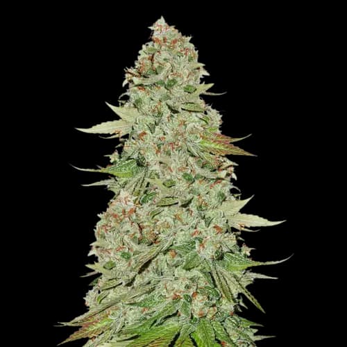 Jane Doe cannabis seeds packaging — Royal King Seeds Australia