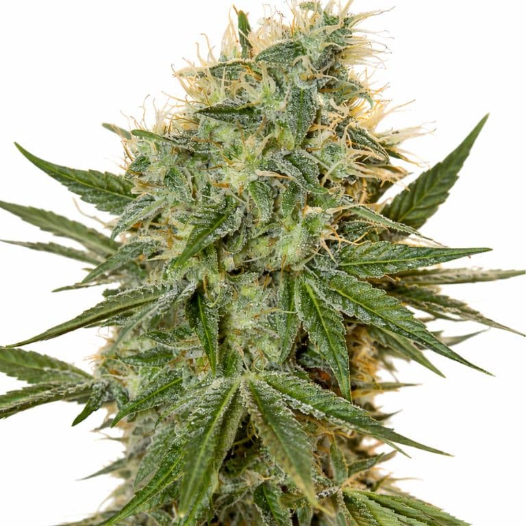 Jean Guy cannabis seeds packaging — Royal King Seeds Australia