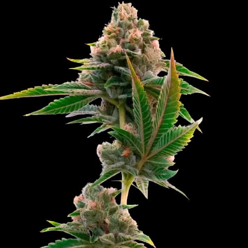 Jedi Cookies cannabis seeds packaging — Royal King Seeds Australia