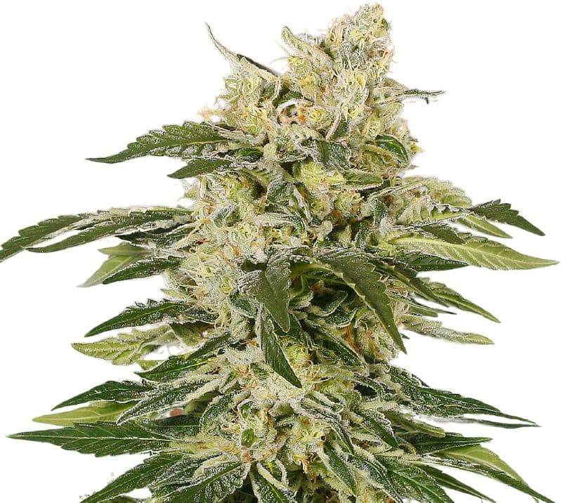 Jedi Kush cannabis seeds packaging — Royal King Seeds Australia