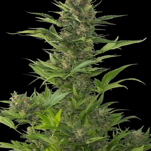 Jelly Roll cannabis seeds packaging — Royal King Seeds Australia