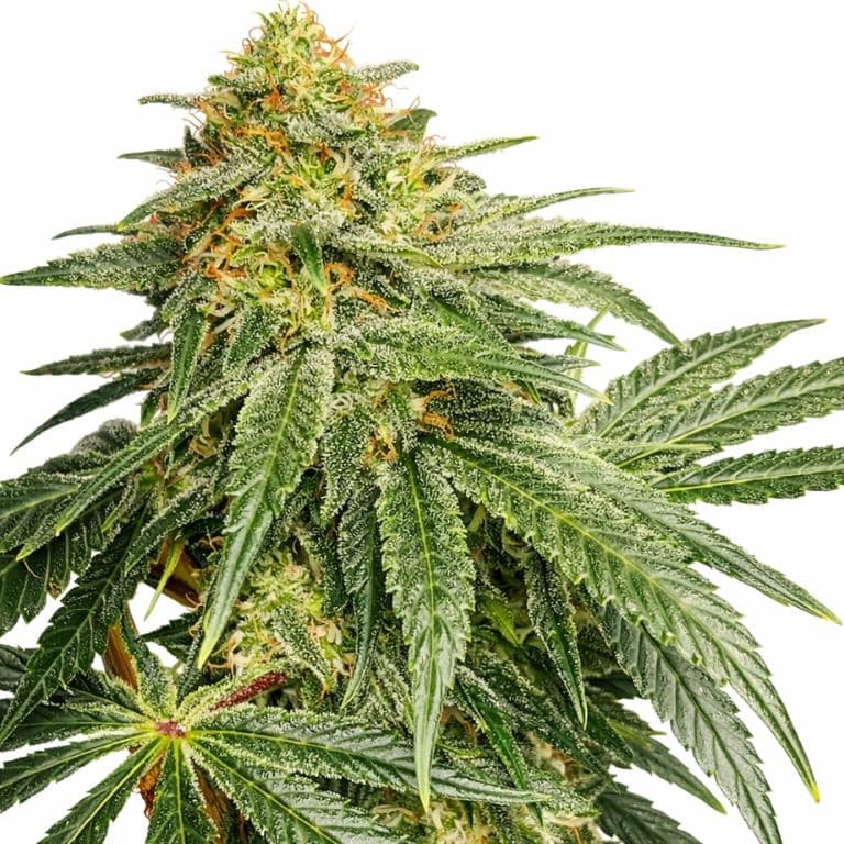 Jesus Juice cannabis seeds packaging — Royal King Seeds Australia