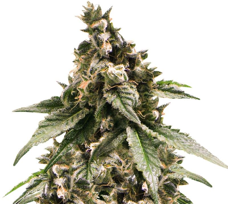 Jesus OG cannabis seeds packaging — Royal King Seeds Australia