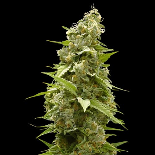 Jet Fuel cannabis seeds packaging — Royal King Seeds Australia