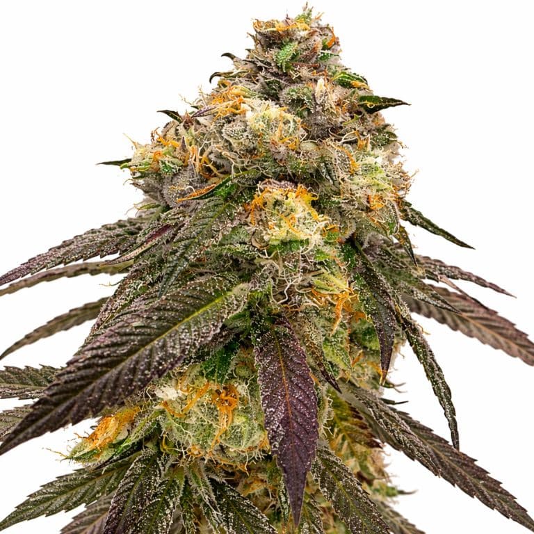 JGR cannabis seeds packaging — Royal King Seeds Australia