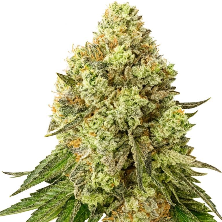 Jungle Cookie cannabis seeds packaging — Royal King Seeds Australia