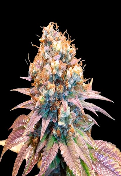 Jungle Juice cannabis seeds packaging — Royal King Seeds Australia