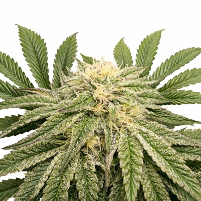 Jungle Lava cannabis seeds packaging — Royal King Seeds Australia