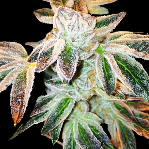 Jupiter OG cannabis seeds packaging — Royal King Seeds Australia
