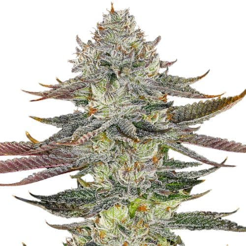 Kahuna cannabis seeds packaging — Royal King Seeds Australia