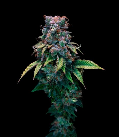 Kali Dog cannabis seeds packaging — Royal King Seeds Australia