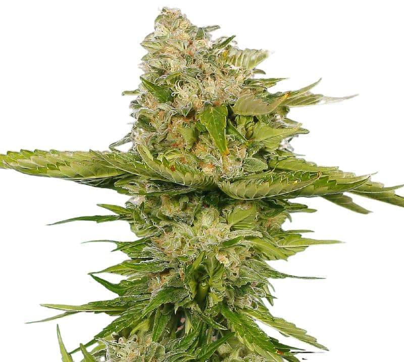 Kandy Kush cannabis seeds packaging — Royal King Seeds Australia